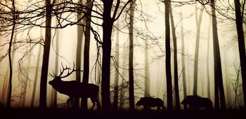 Amicale des chasseurs de BAGNEAUX 